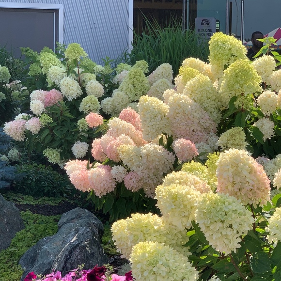 Meet your Posher, Yhey - Picture 1 of 1